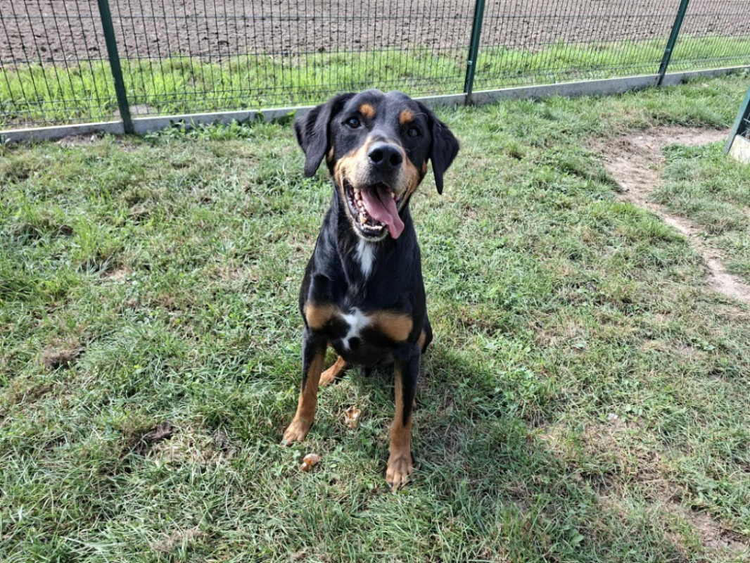 Djinko - Chien à adopter - photo 5