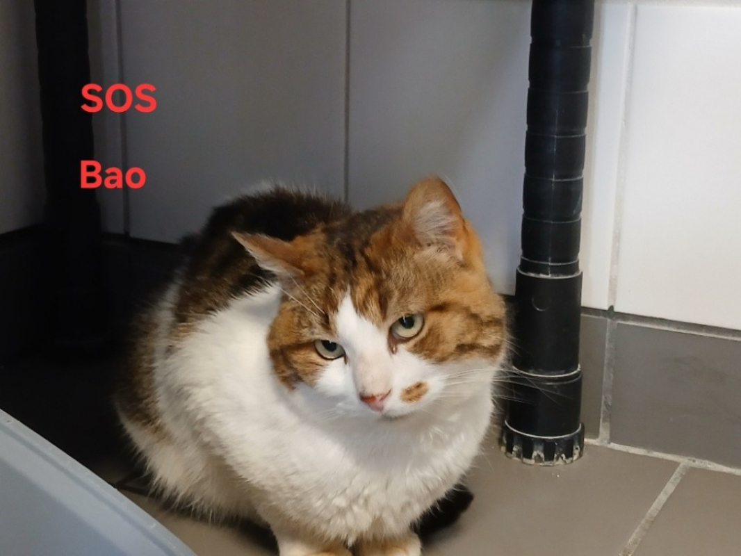 Photo de Bao