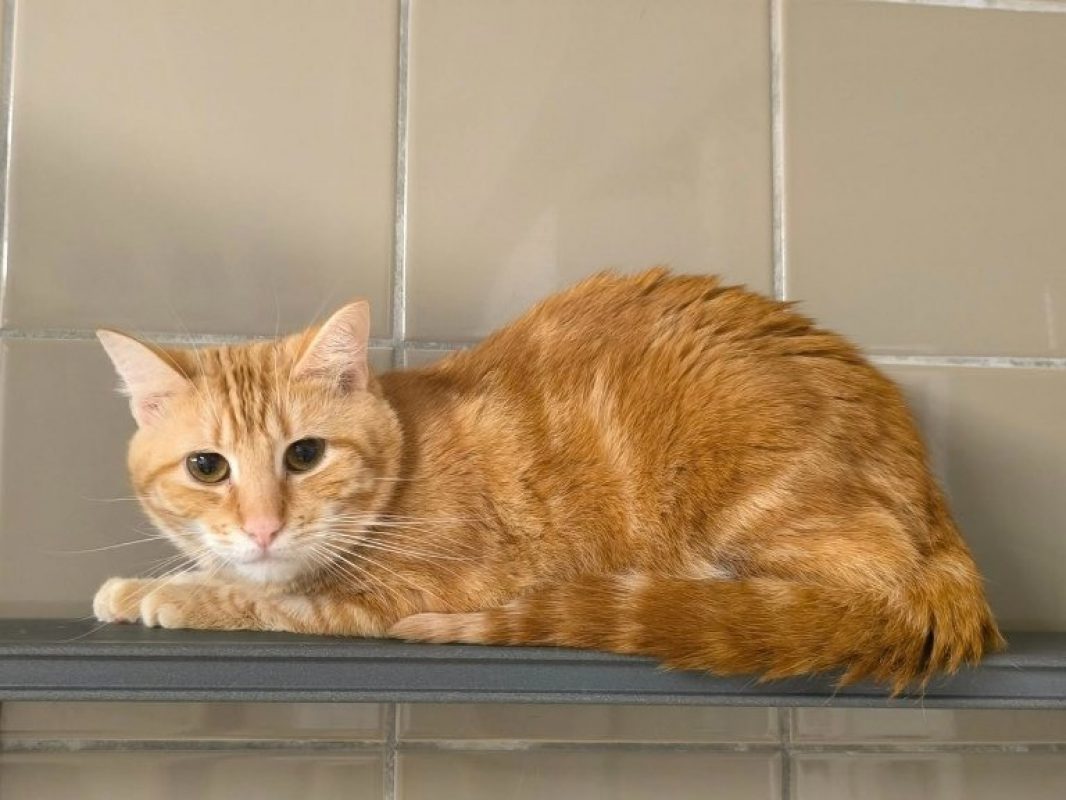 Joya - Chat Européen à adopter