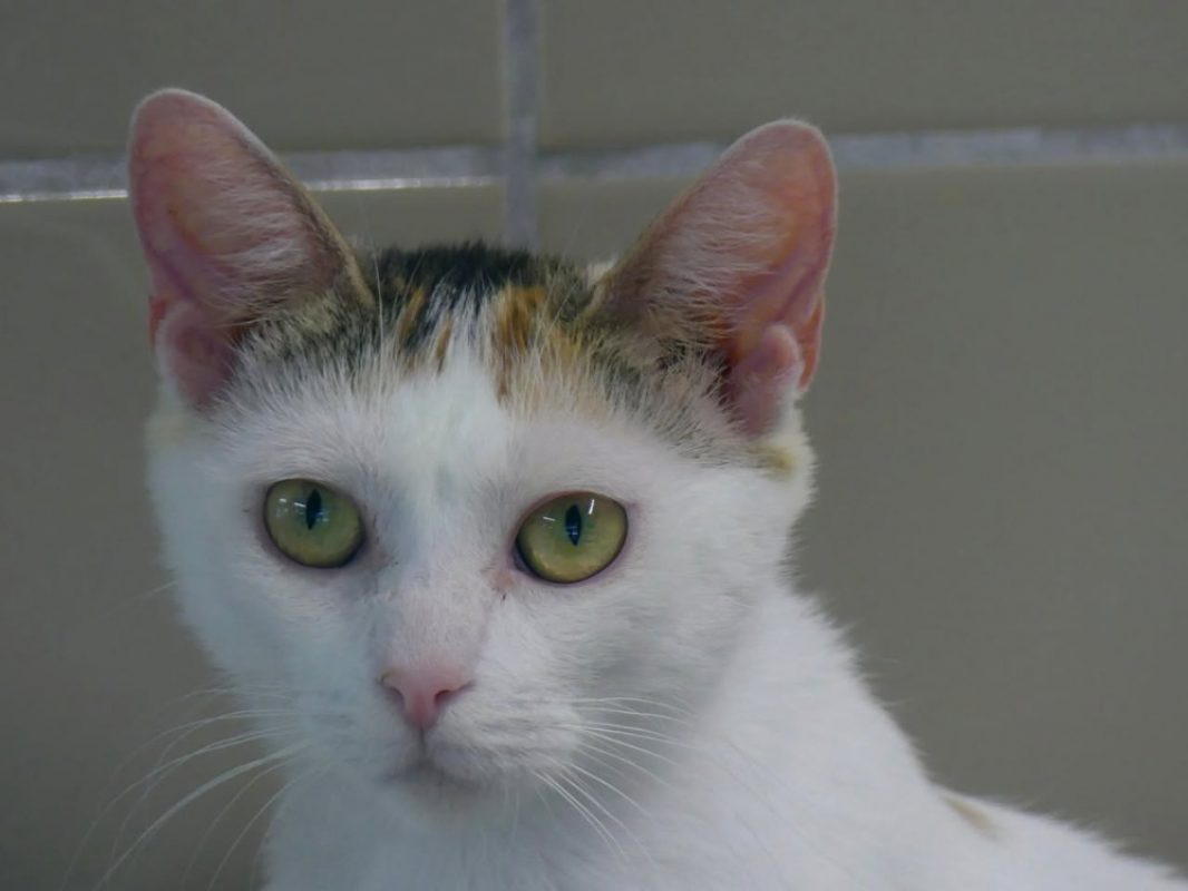 Jenga - Chat Européen à adopter