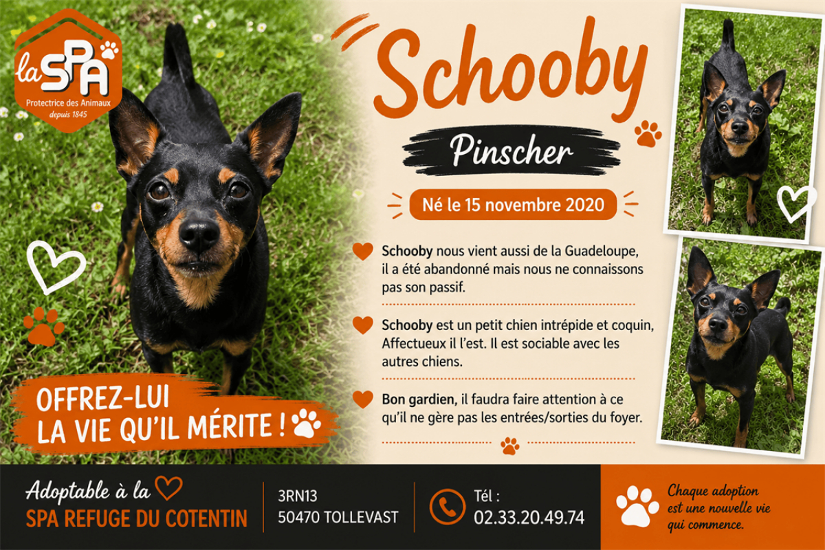 Photo de Schooby