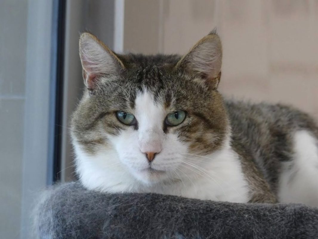 Joop - Chat Européen à adopter