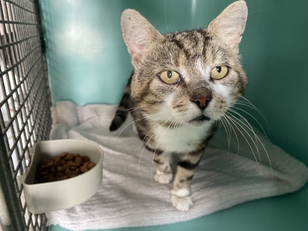Jack - Chat Européen à adopter