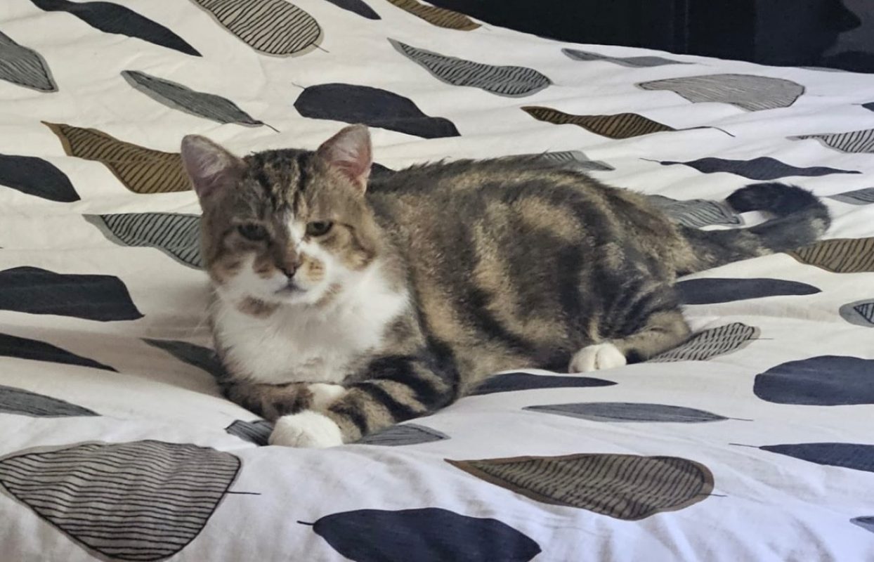 Jack - Chat Européen à adopter