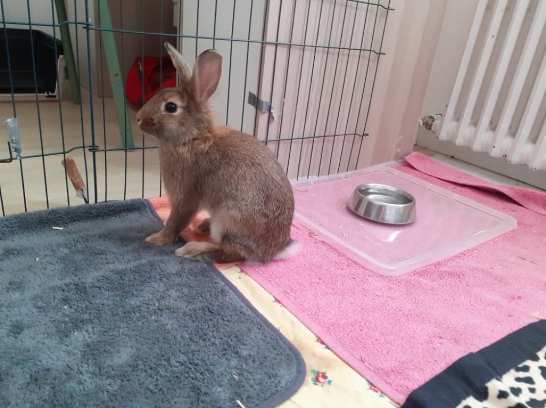 Louise qcnac - Rongeur Lapin à adopter