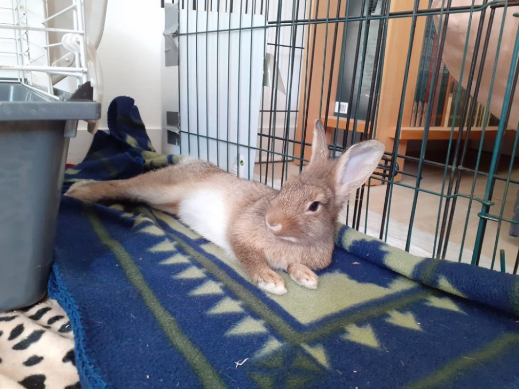 Louise qcnac - Rongeur Lapin à adopter - photo 2