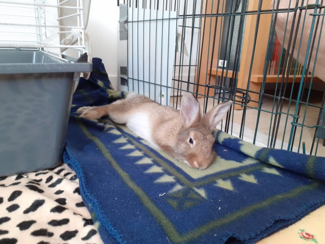 Louise qcnac - Rongeur Lapin à adopter - photo 3