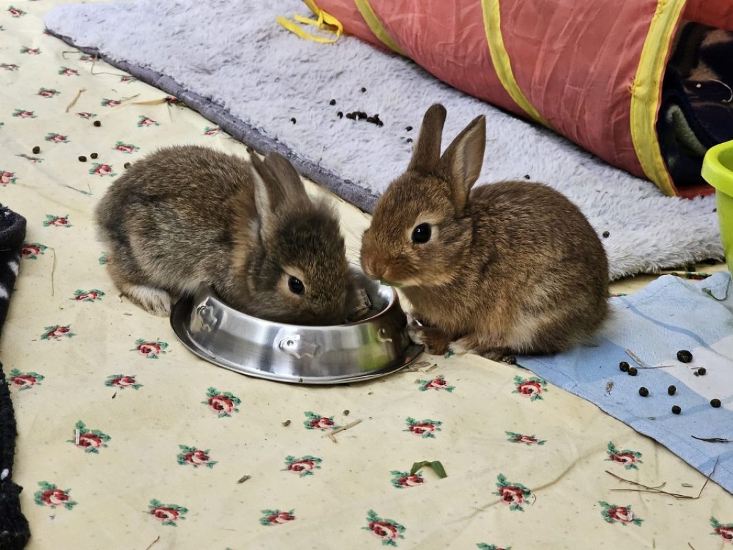 Louise qcnac - Rongeur Lapin à adopter - photo 4