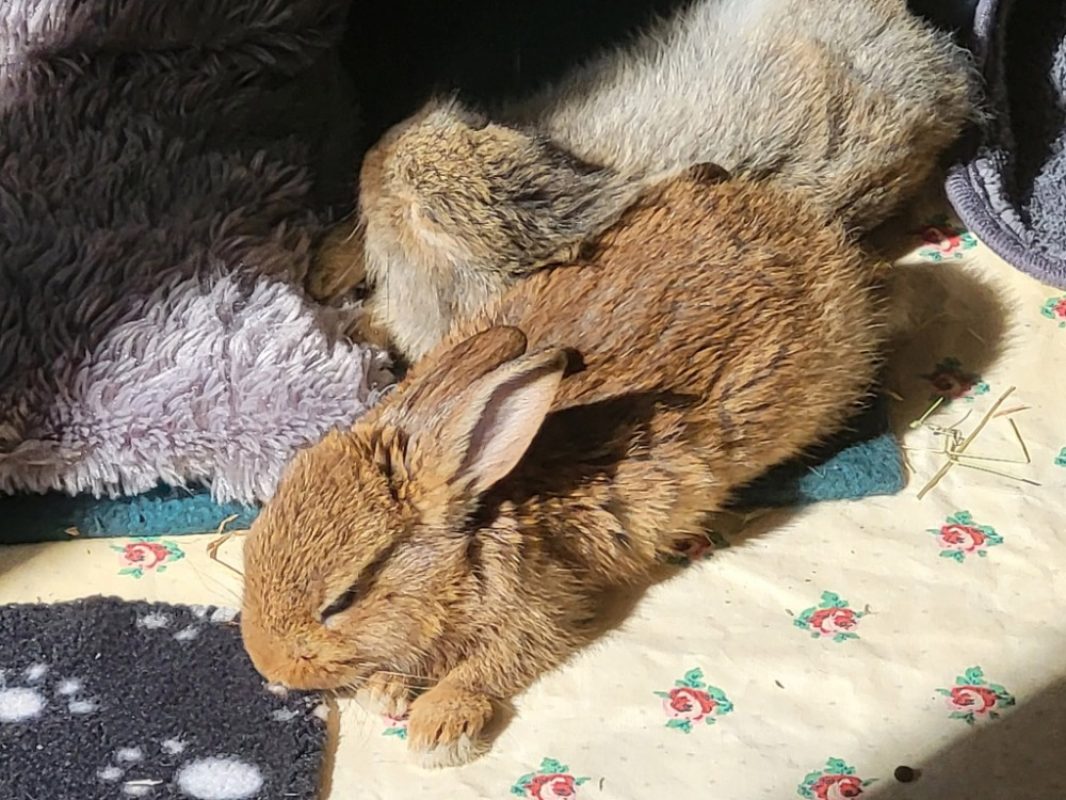 Louise qcnac - Rongeur Lapin à adopter - photo 6