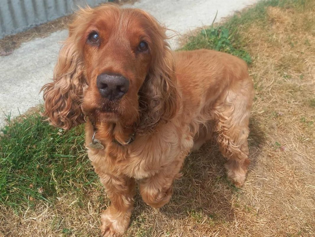 Nesquick - Chien à adopter