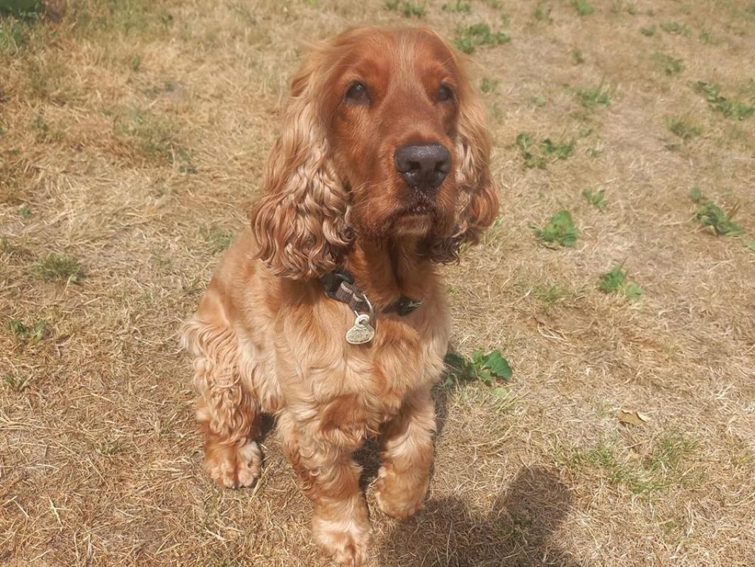 Nesquick - Chien à adopter - photo 2