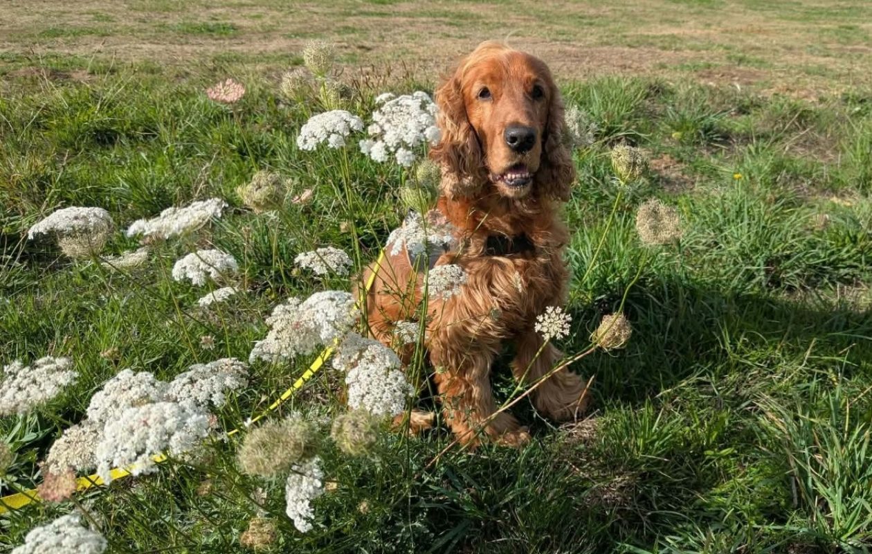 Nesquick - Chien Cocker Anglais à adopter