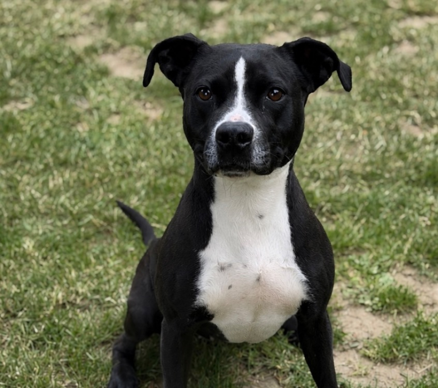 Lola - Chien à adopter