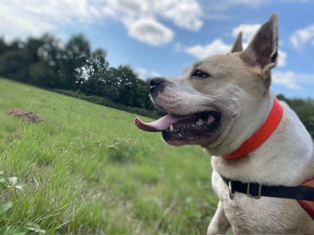 Ruben - Chien à adopter