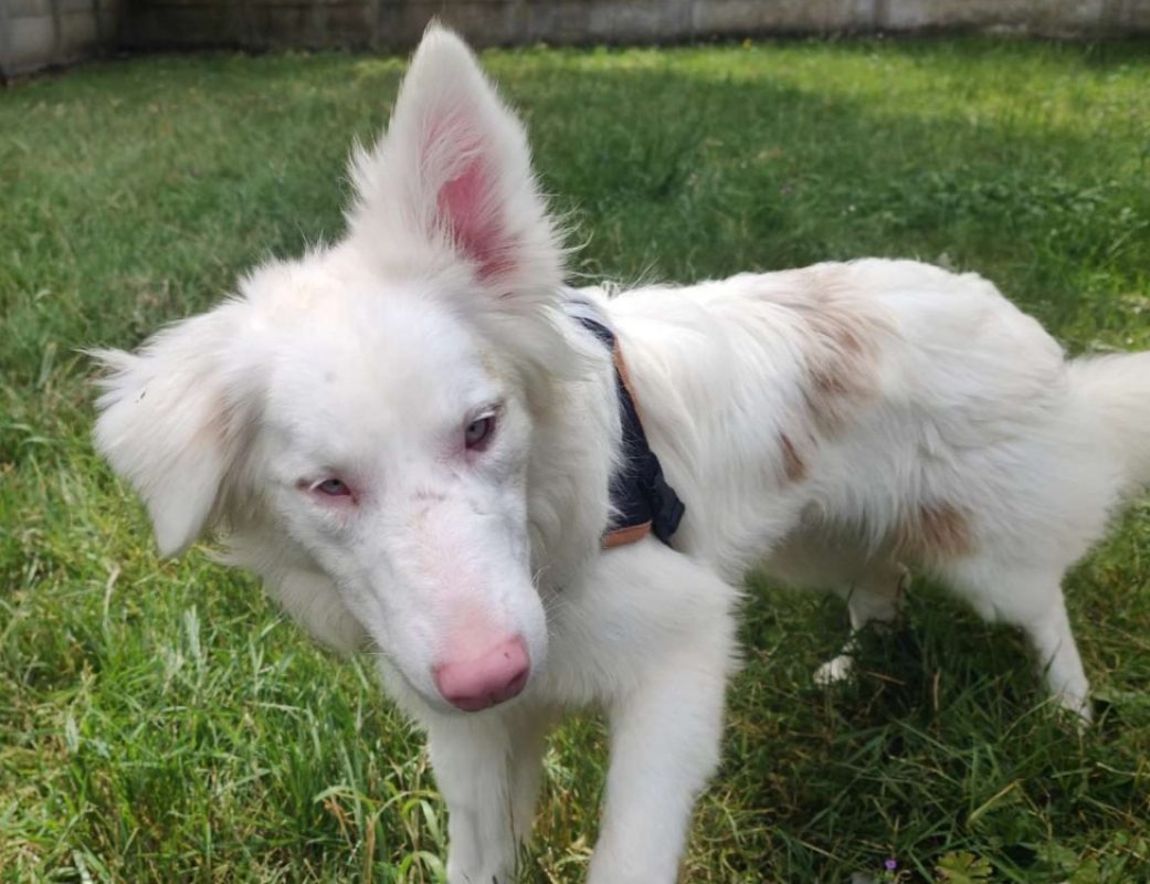 Briochette - Chien Border Collie à adopter