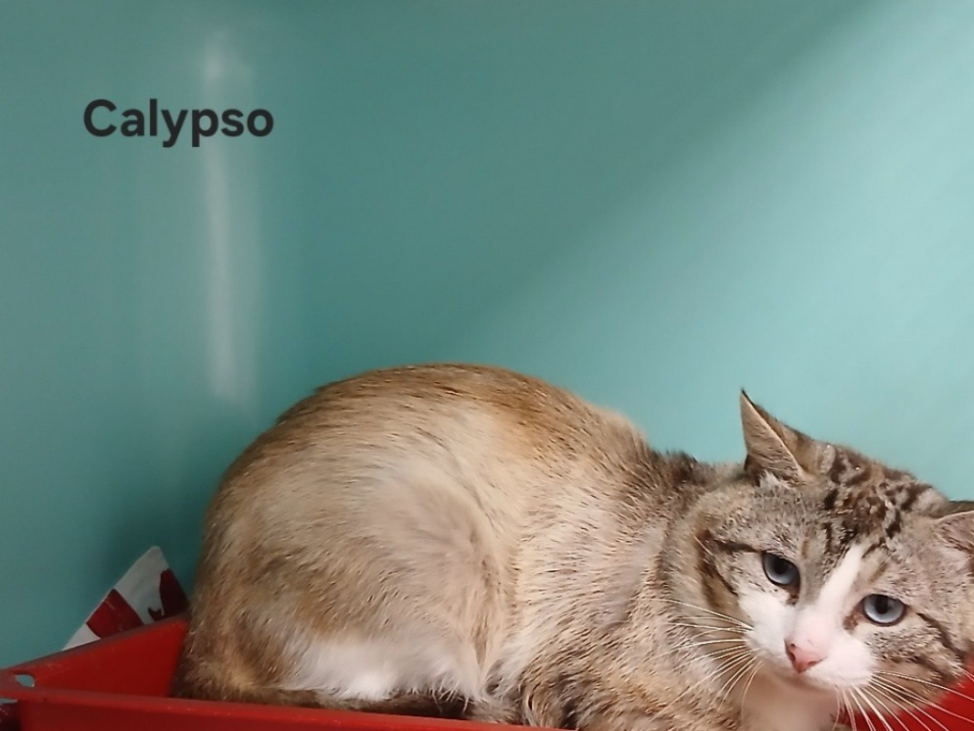 Photo de Calypso