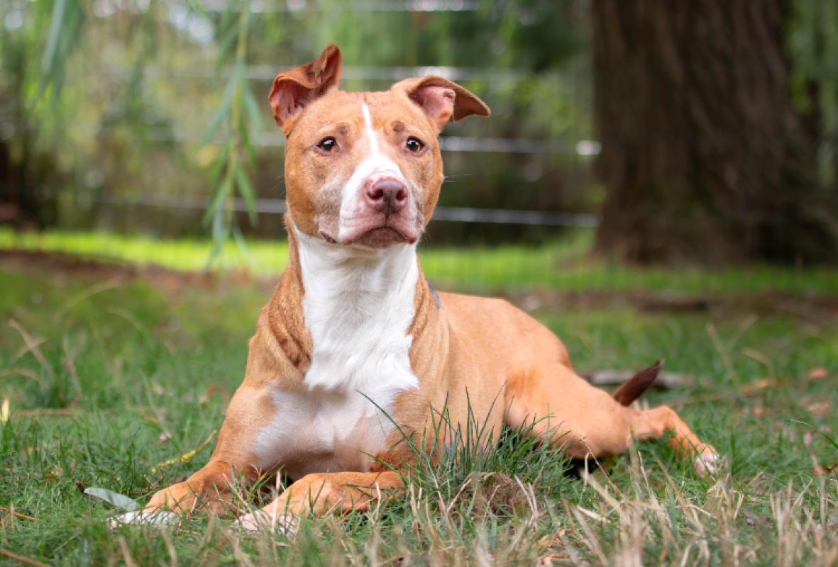 Cali - Chien à adopter
