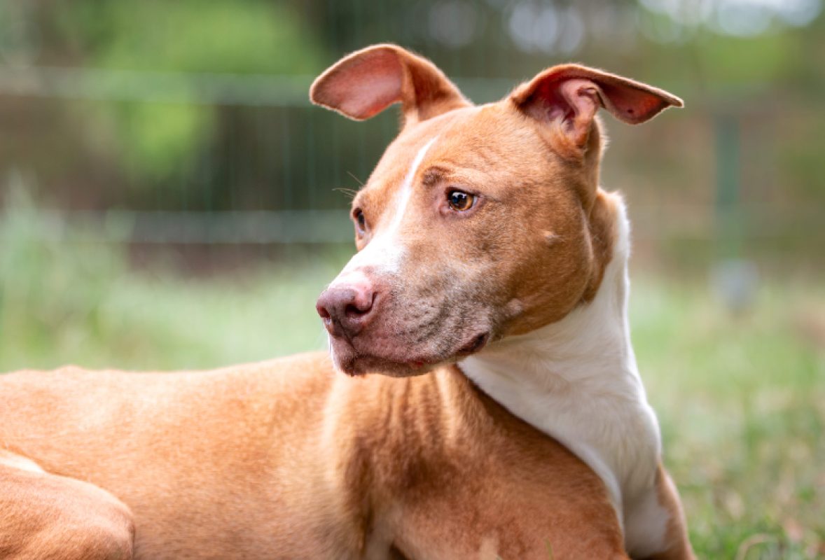 Cali - Chien à adopter - photo 2