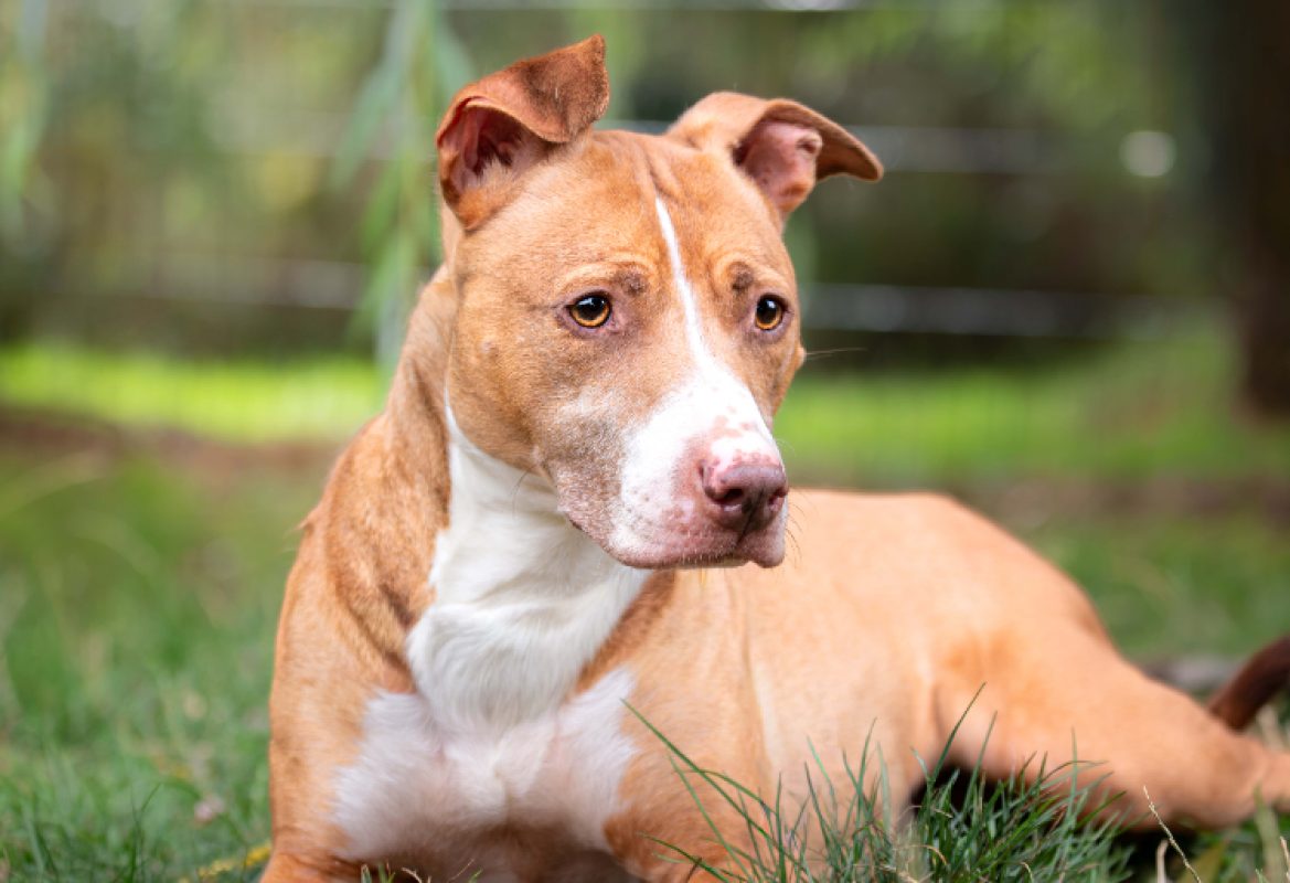 Cali - Chien à adopter - photo 3