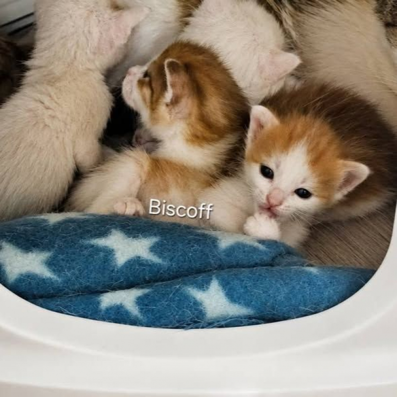 Photo #3 de Biscoff