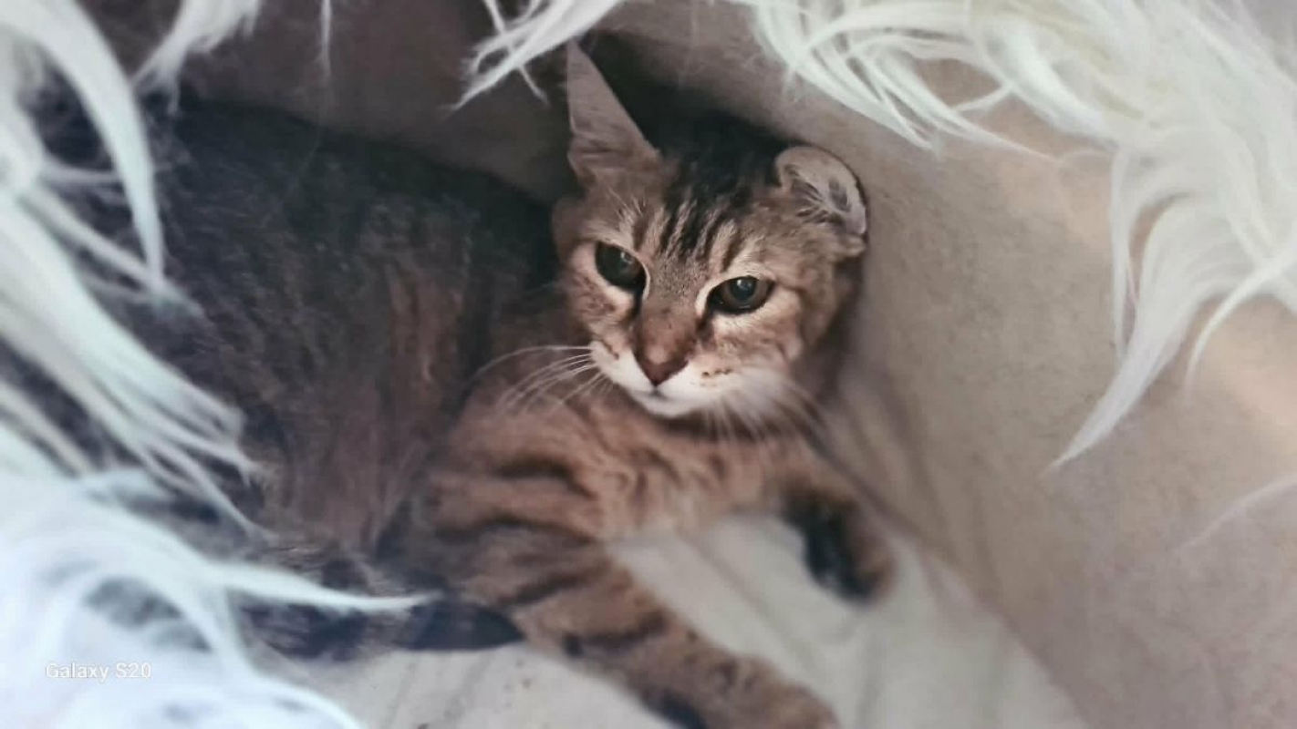 Photo de CANELLE