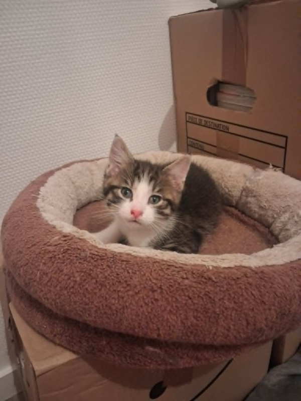 Photo de BAMBI
