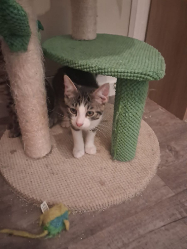 BAMBI - Chat à adopter