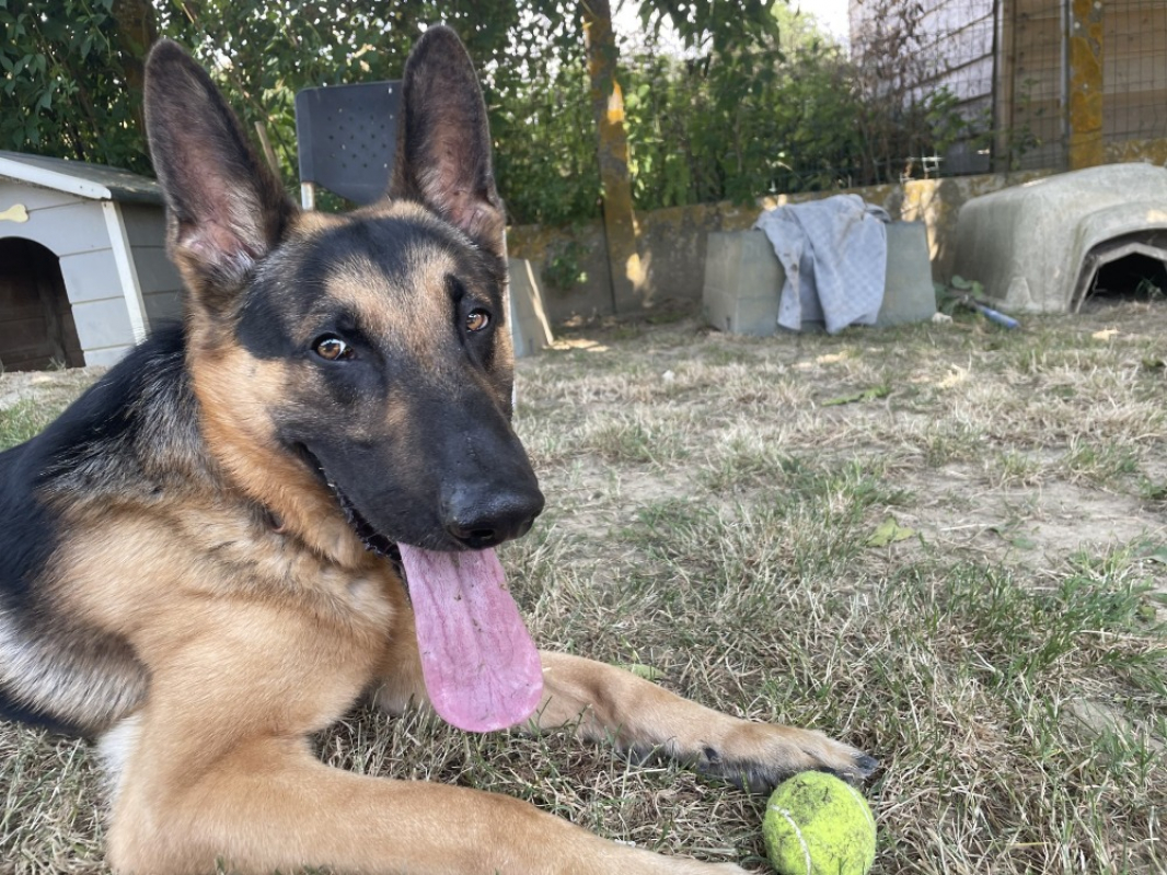 Ulysse - Chien à adopter - photo 2