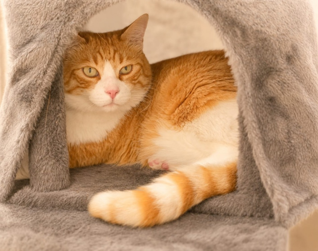 Photo de Garfield