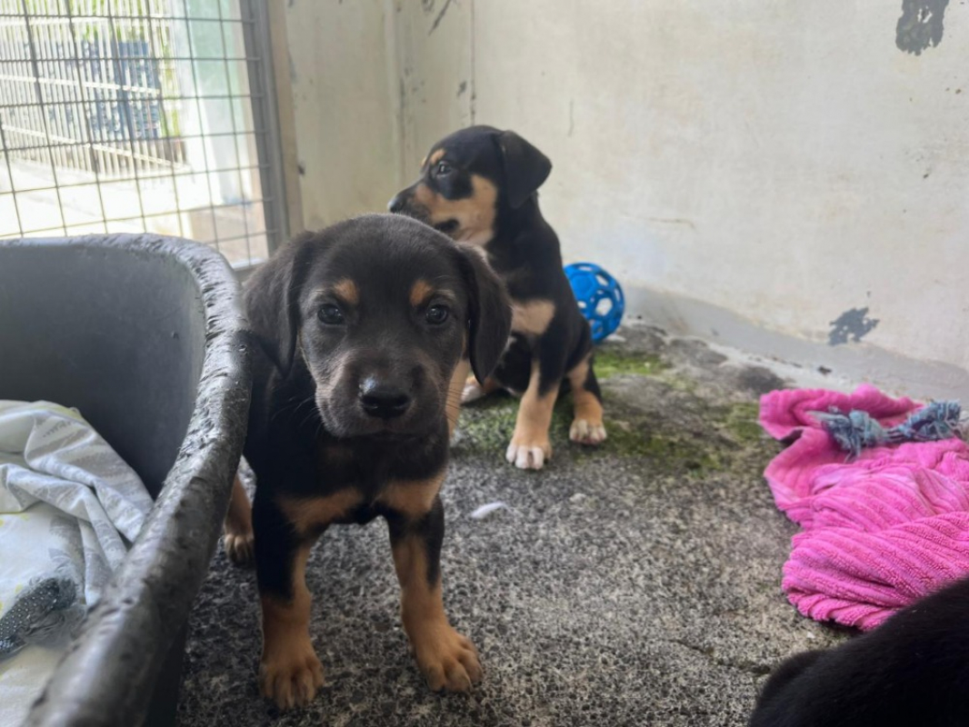 Photo de Nala