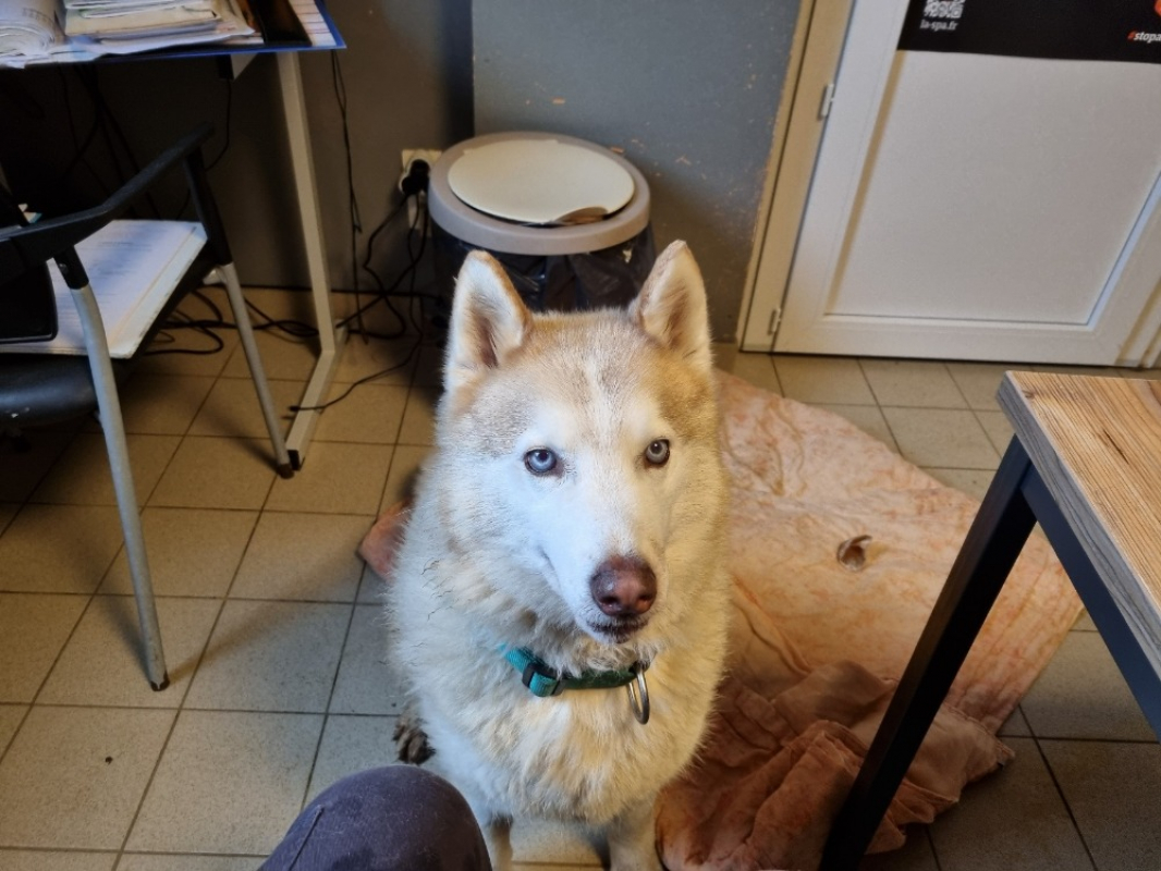 Harlem - Chien Husky Sibérien à adopter - photo 3