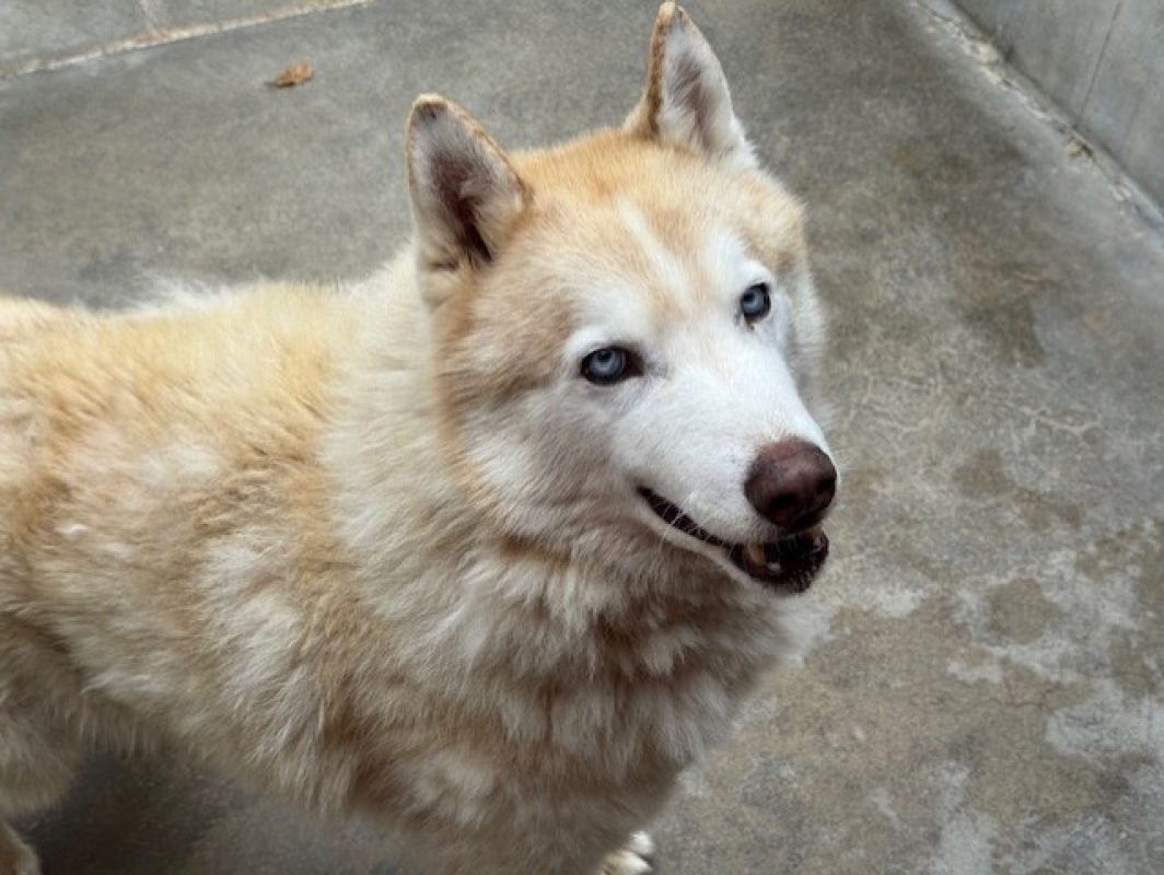 Harlem - Chien Husky Sibérien à adopter - photo 2