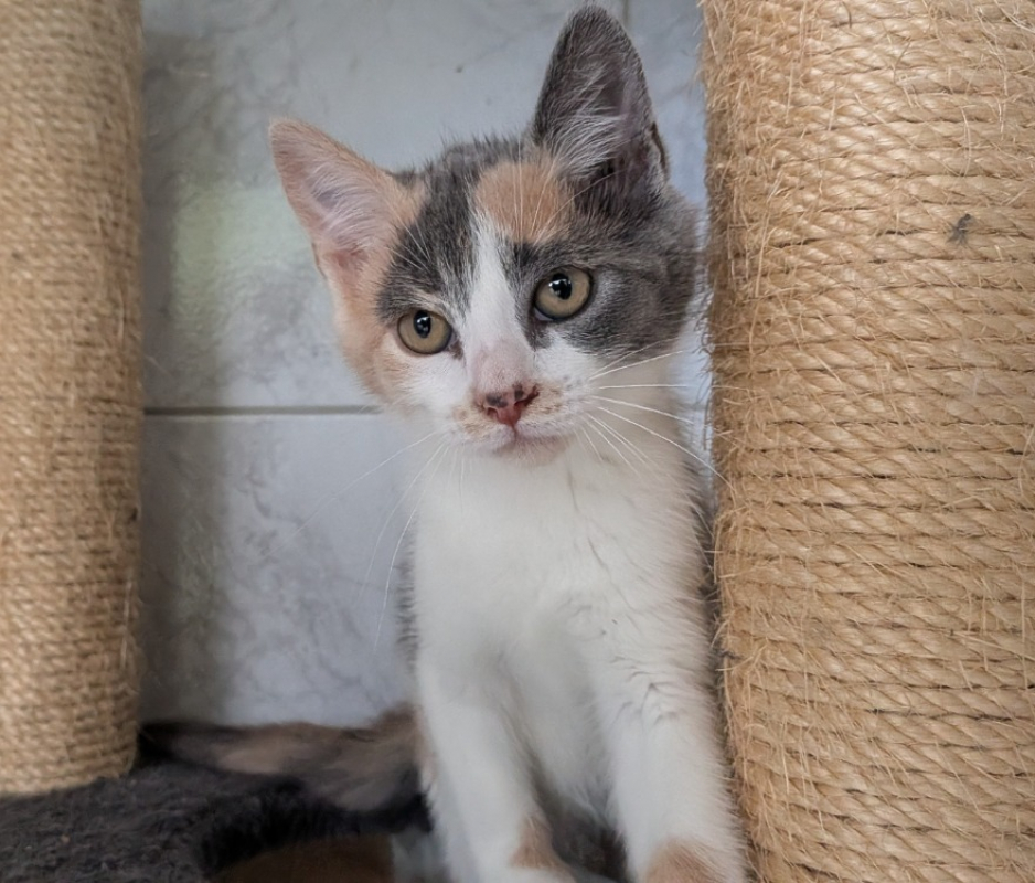 Photo de Miette
