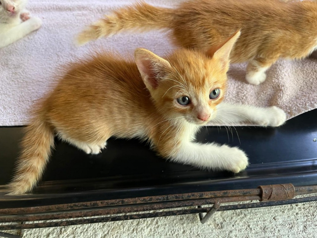 Photo de Merlin