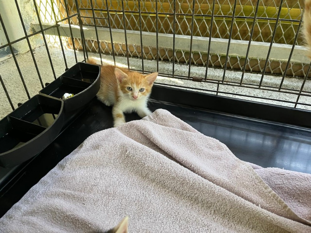 Photo de Mowgli