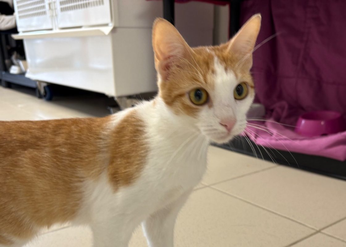 Merida - Chat Européen à adopter