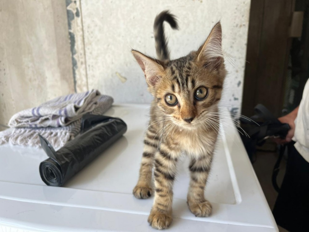 Photo de Caramel
