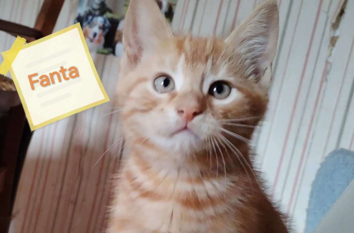 Photo de Fanta