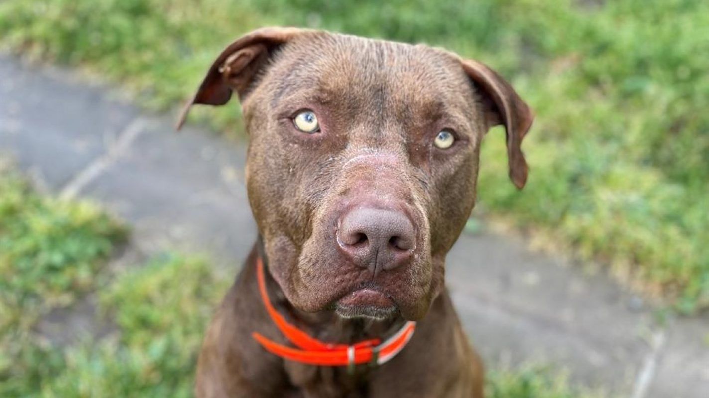 Marsel - Chien à adopter