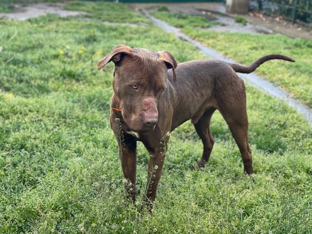 Marsel - Chien à adopter - photo 3