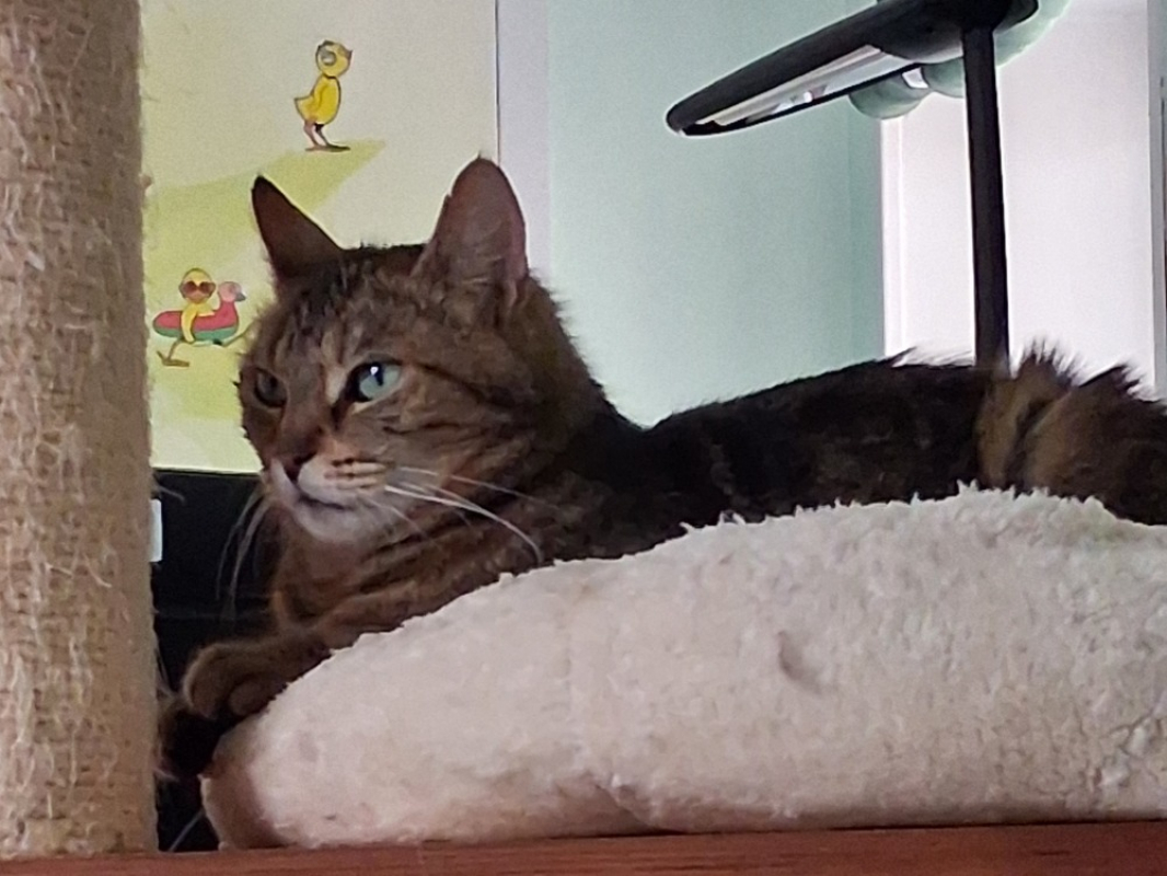 Photo #4 de Clochette