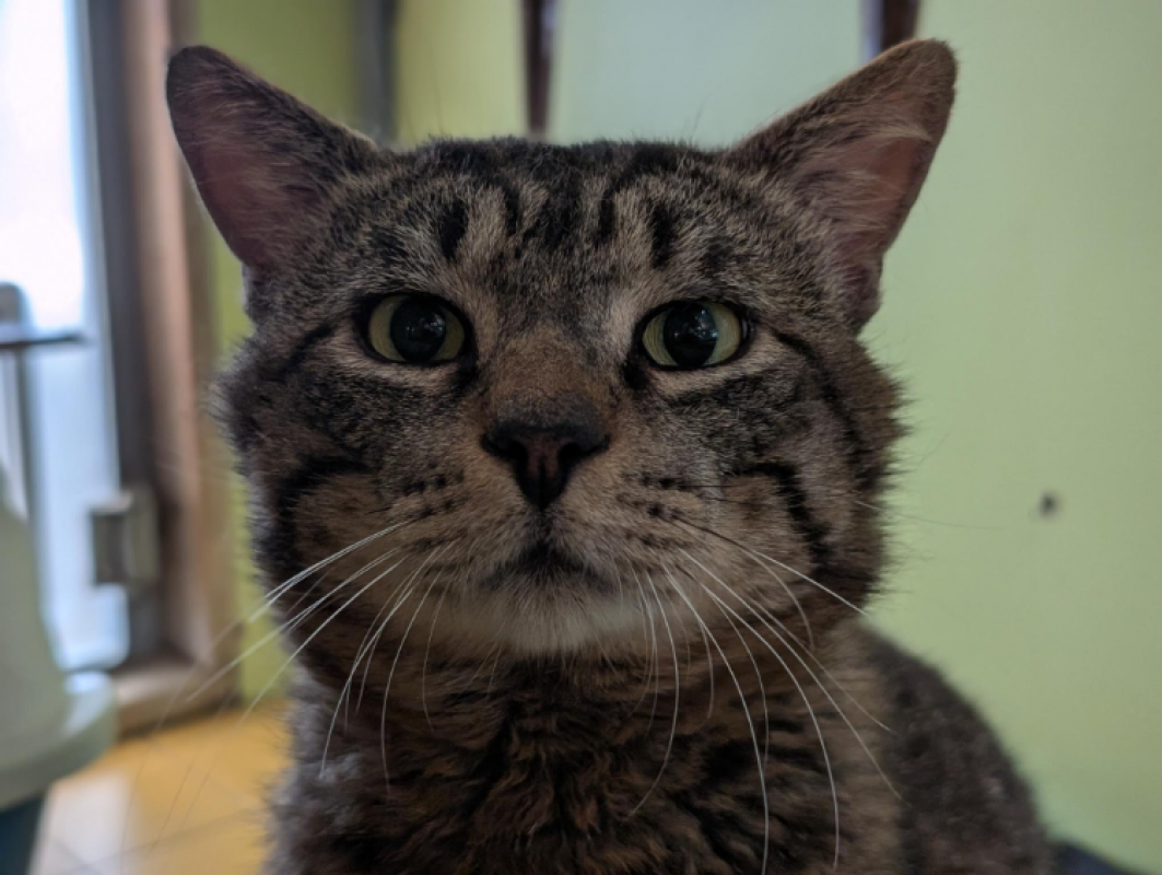 Pio - Chat Européen à adopter