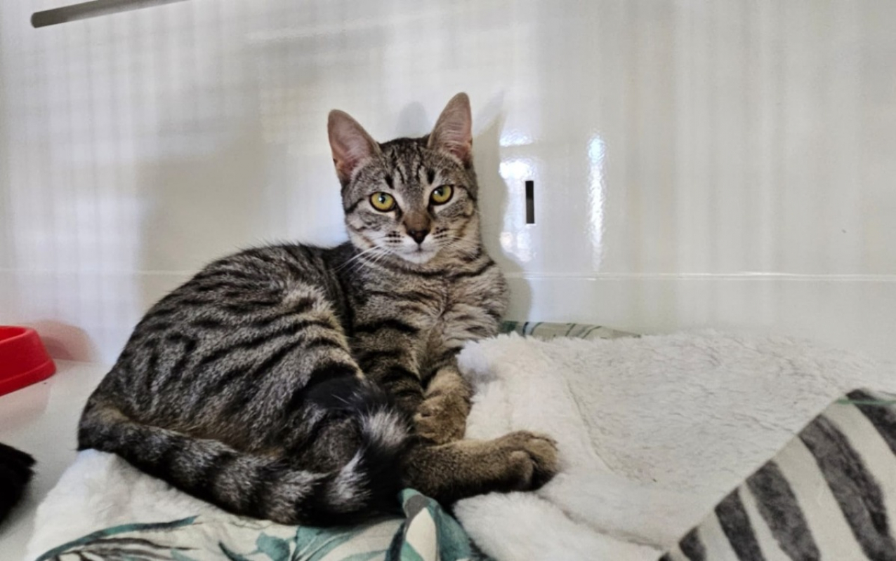 Photo #2 de Zyra *réservé*