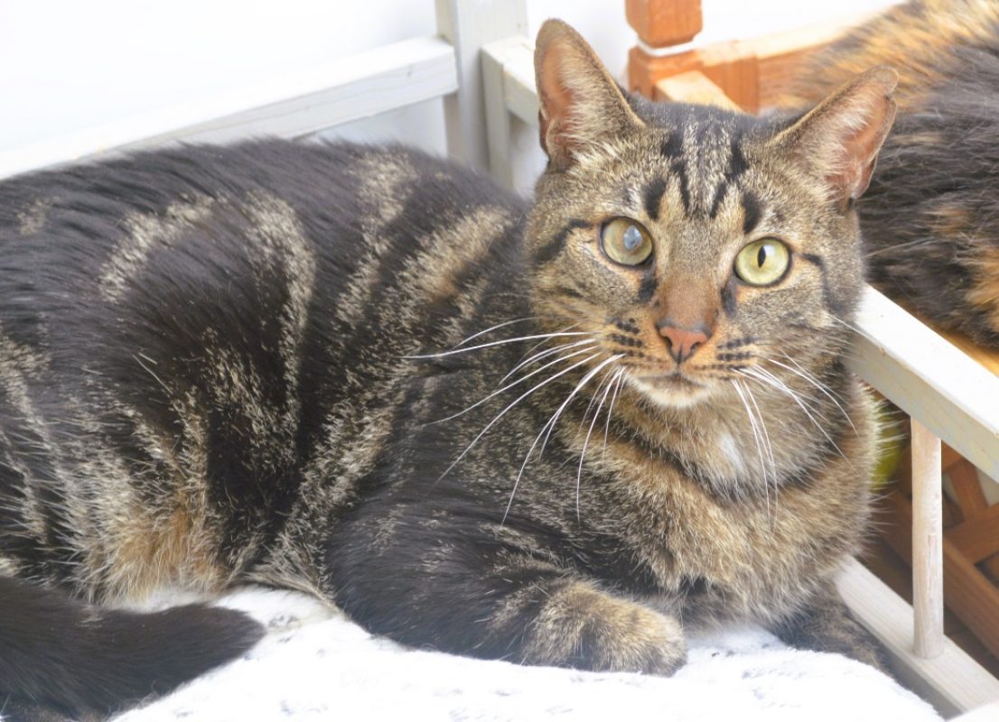 Tigrou - Chat Européen à adopter