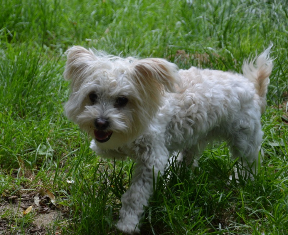 Photo #2 de Peanuts