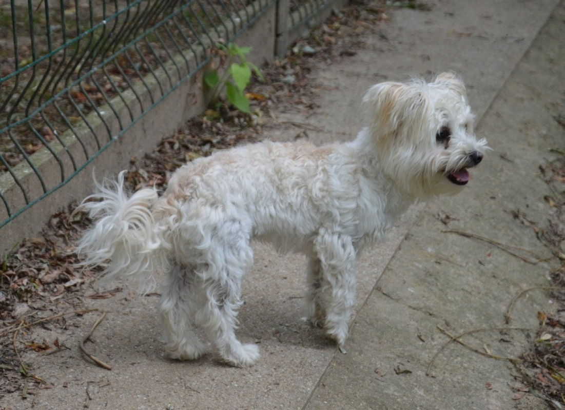Photo #3 de Peanuts