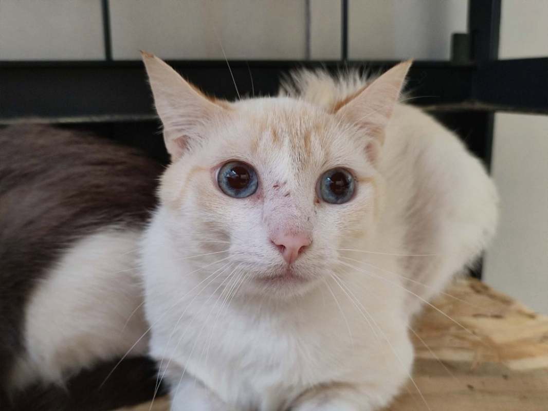 Halloumi - Chat Européen à adopter - photo 2
