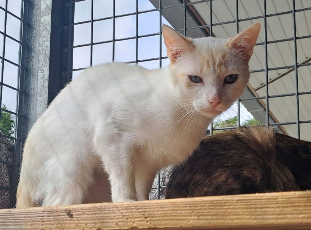 Halloumi - Chat Européen à adopter