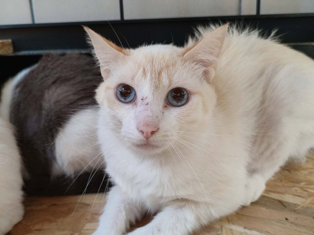 Halloumi - Chat Européen à adopter - photo 2