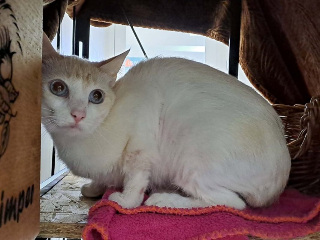 Halloumi - Chat Européen à adopter - photo 3